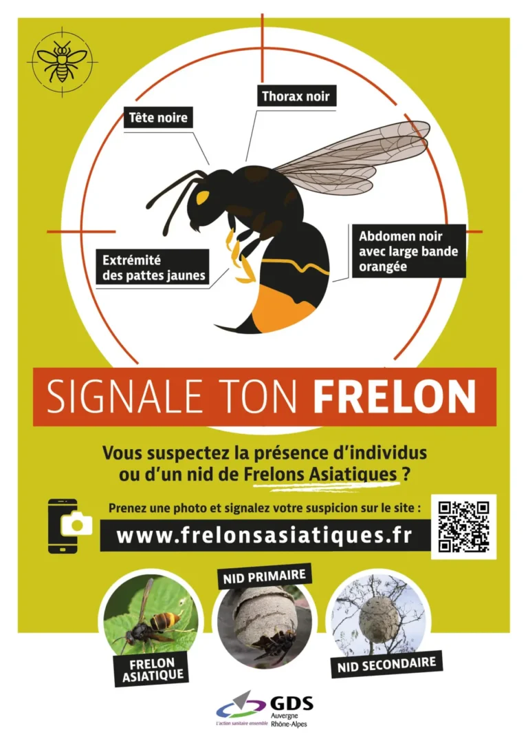 Flyer frelon chambon